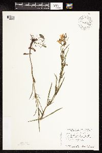 Lysimachia quadriflora image