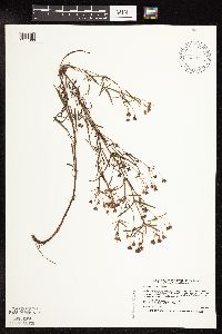 Lysimachia quadriflora image