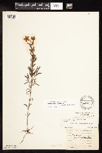 Lysimachia quadriflora image