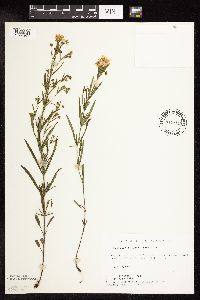 Lysimachia quadriflora image