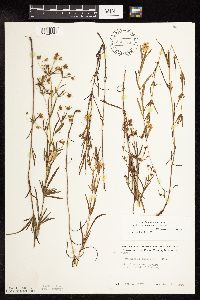 Lysimachia quadriflora image