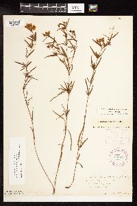 Lysimachia quadriflora image