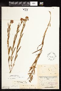 Lysimachia quadriflora image