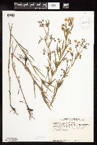 Lysimachia quadriflora image