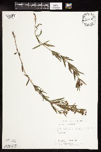 Lysimachia quadriflora image