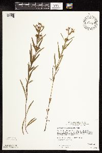 Lysimachia quadriflora image