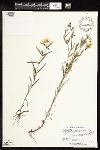 Lysimachia quadriflora image