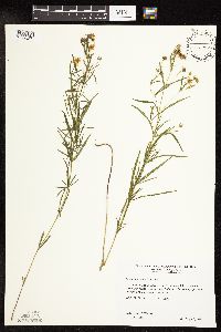 Lysimachia quadriflora image