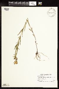 Lysimachia quadriflora image