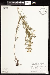 Lysimachia quadriflora image