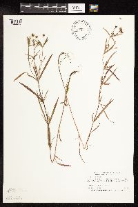 Lysimachia quadriflora image