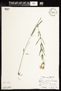 Lysimachia quadriflora image