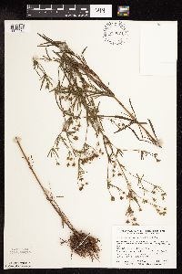 Lysimachia quadriflora image