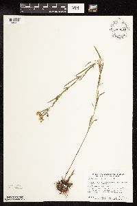 Lysimachia quadriflora image