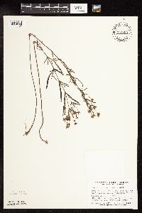 Lysimachia quadriflora image