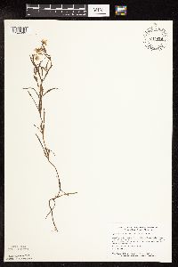 Lysimachia quadriflora image