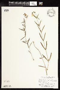 Lysimachia quadriflora image