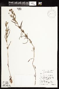 Lysimachia quadriflora image