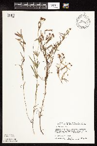 Lysimachia quadriflora image