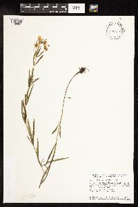 Lysimachia quadriflora image