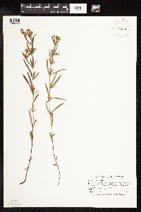 Lysimachia quadriflora image