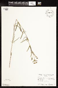 Lysimachia quadriflora image