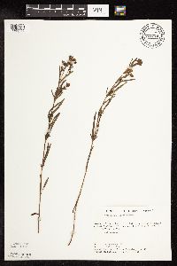 Lysimachia quadriflora image