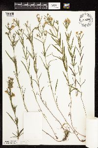 Lysimachia quadriflora image