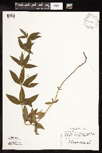 Image of Lysimachia quadrifolia