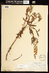 Lysimachia terrestris image