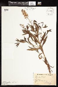 thumbnail image of current specimen