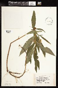 Lysimachia thyrsiflora image