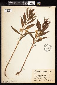 Lysimachia thyrsiflora image