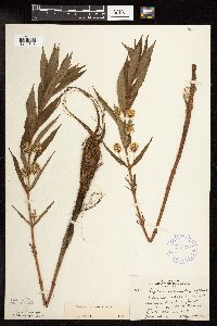 Lysimachia thyrsiflora image
