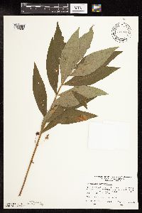 Lysimachia thyrsiflora image