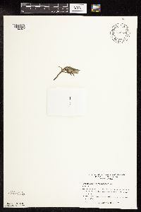 Lysimachia thyrsiflora image