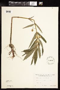 Lysimachia thyrsiflora image