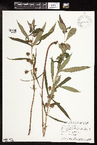 Lysimachia thyrsiflora image