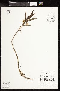 Lysimachia thyrsiflora image