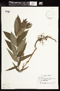 Lysimachia thyrsiflora image