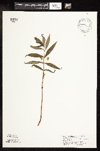 Lysimachia thyrsiflora image