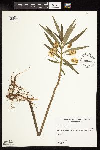 Lysimachia thyrsiflora image