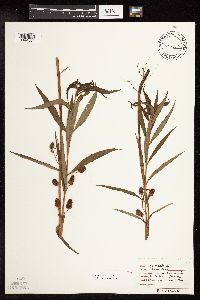 Lysimachia thyrsiflora image