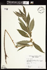 Lysimachia thyrsiflora image