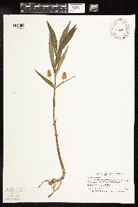 Lysimachia thyrsiflora image