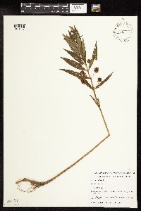 Lysimachia thyrsiflora image