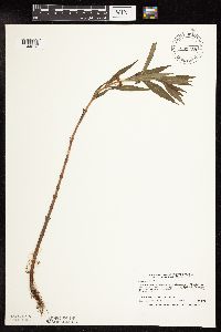 Lysimachia thyrsiflora image