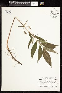 Lysimachia thyrsiflora image