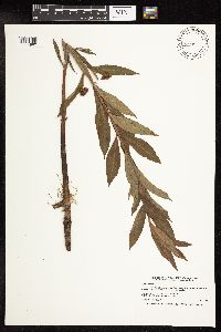 Lysimachia thyrsiflora image