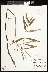 Lysimachia thyrsiflora image